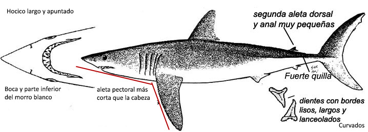 Isurus oxyrinchus.jpg